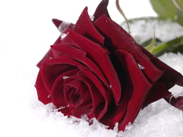 Rote Rose auf dem Schnee mit Wassertropfen — Stockfoto