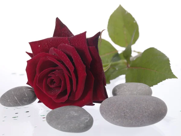 Красная роза на влажном фоне с ватом — стоковое фото