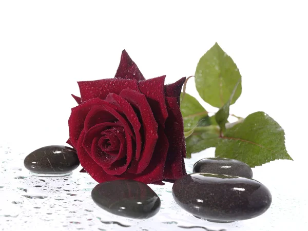 Красная роза на влажном фоне с ватом — стоковое фото