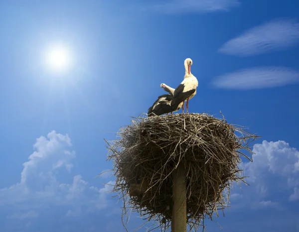 Семья аистов в гнезде под голубым небом — стоковое фото
