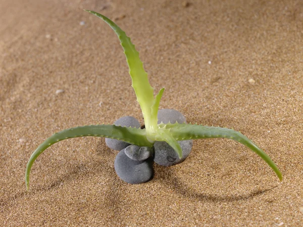 Aloe bud na písku — Stock fotografie
