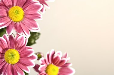 Chrysant bloemen