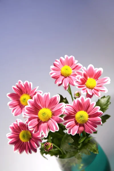 Chrysantemum bouquet — Stock Photo, Image