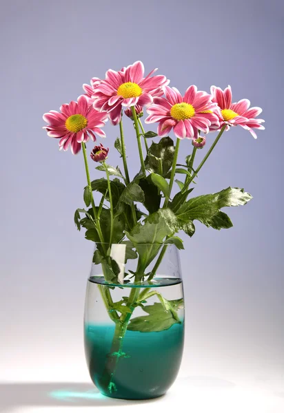 Chrysantemum-Strauß — Stockfoto