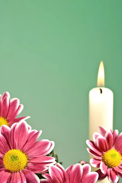 Chrysant bloemen — Stok fotoğraf