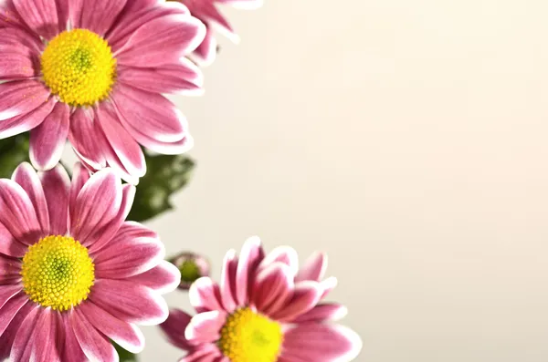 Chrysantemblüten — Stockfoto