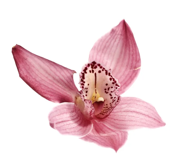 Орхидея красоты — стоковое фото