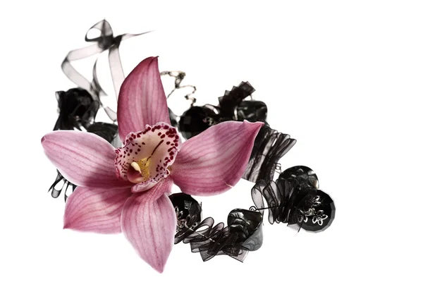 Schönheit Orchidee — Stockfoto
