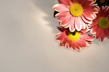 Chrysanthemum flower clipart