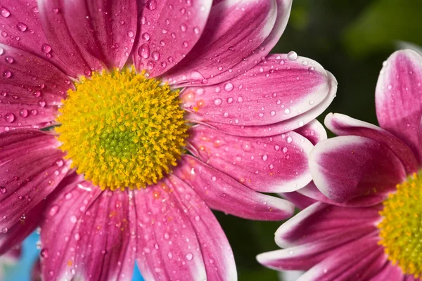 stock image Chrysanthemum flower