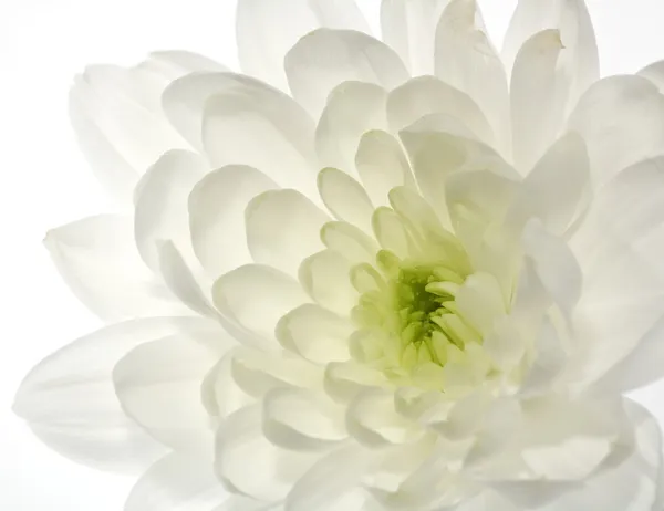 Fehér krizantém virág — Stock Fotó