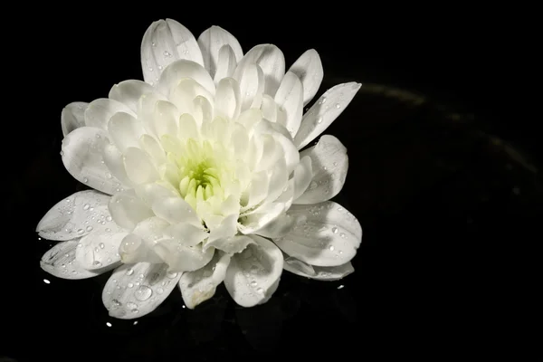 Witte chrysant op het wateroppervlak — Stockfoto