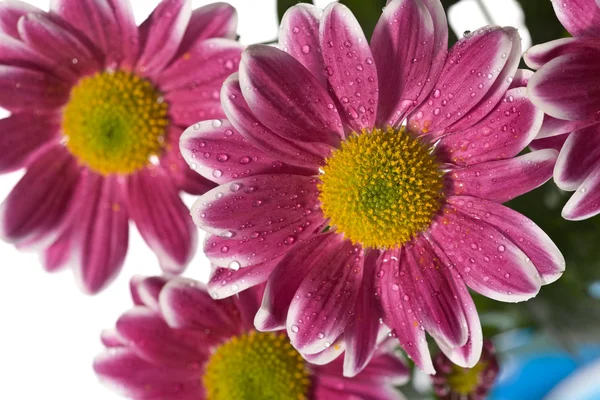 Chrysant bloem — Stockfoto