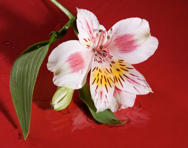 Orchidea selvatica su astratto rosso bagnato — Foto Stock