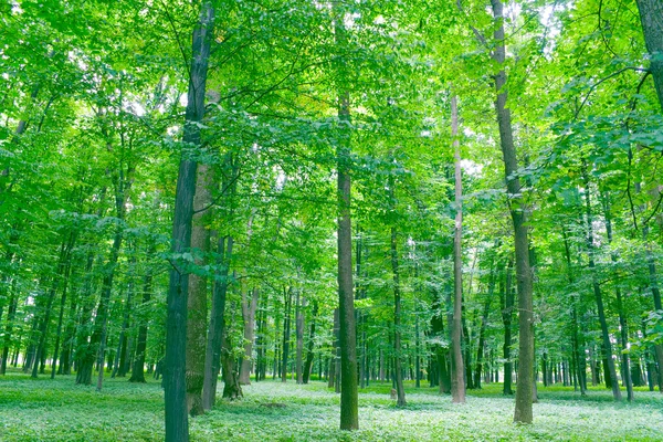 Grön Skog Våren — Stockfoto