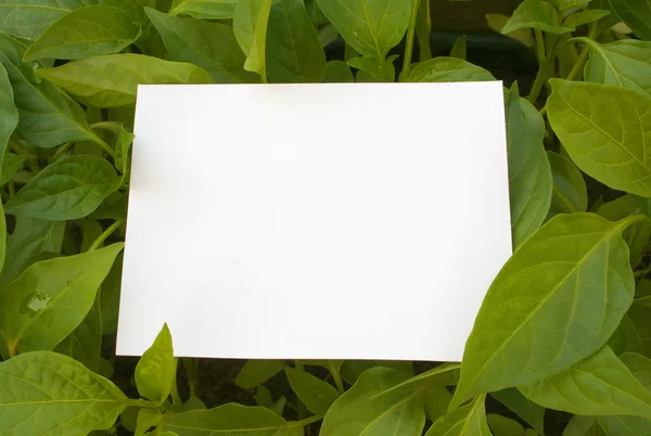 Prázdná Karta Zeleném Pozadí — Stock fotografie