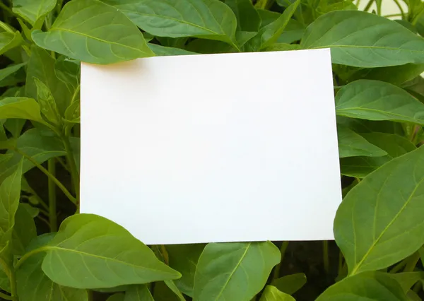 Blank White Card Green Grass — Stock Photo, Image