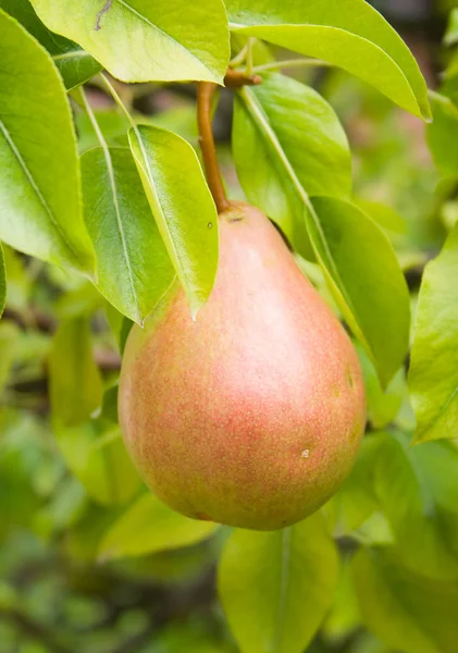 stock image Pear