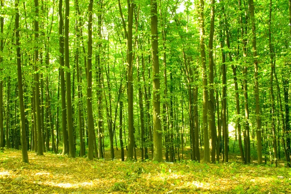 一个美丽的绿色森林 免版税图库图片