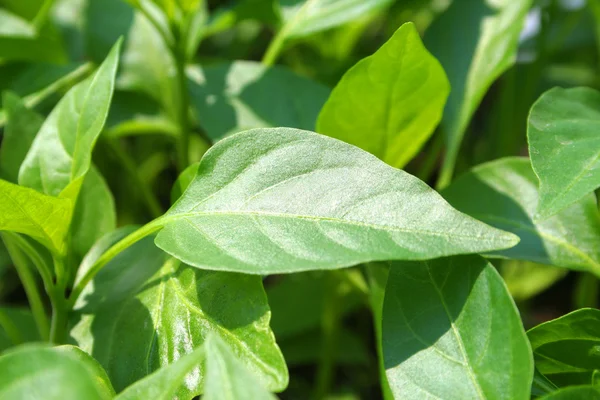 stock image Plant