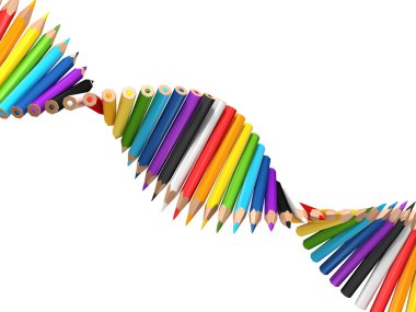 Dna molecule of pencils clipart