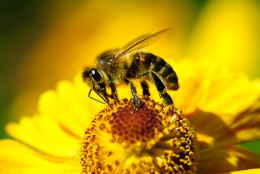 Sarı çiçekte bal arısı. 
