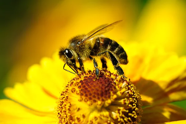 Honey Bee Yellow Flower Stock Photo