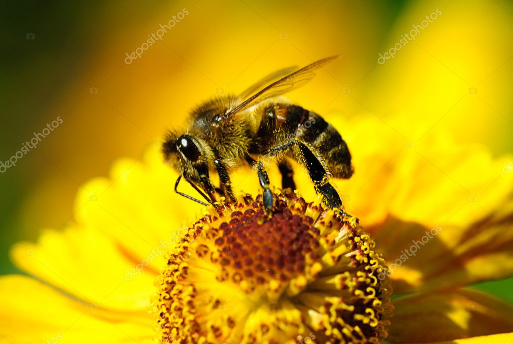 Flor abeja de stock, imágenes de Flor abeja royalties Depositphotos