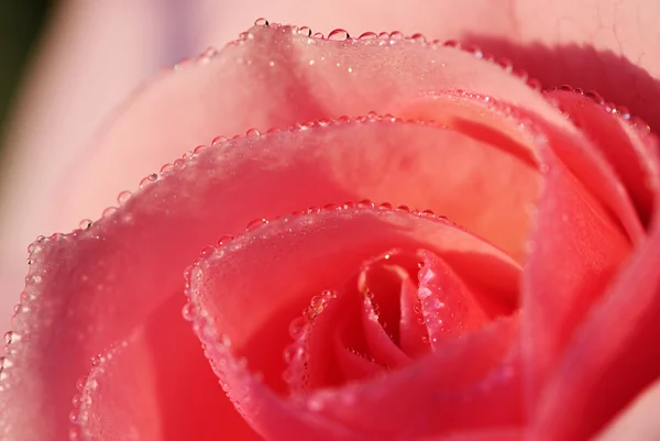 Crimson rose — стокове фото