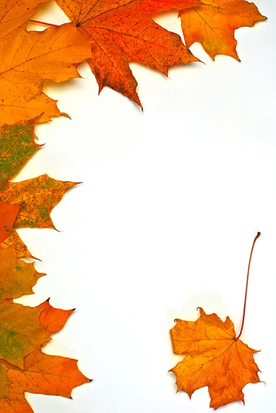 Foglie durante autunno , — Foto Stock