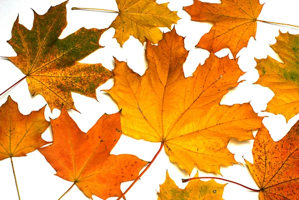 Leaves on autumn, — Stock Photo, Image