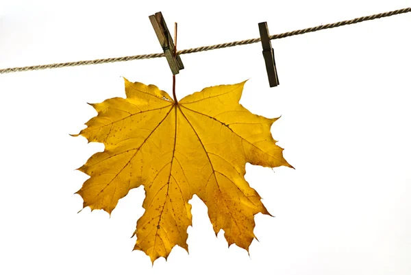 Leaves on autumn, — Stock Photo, Image