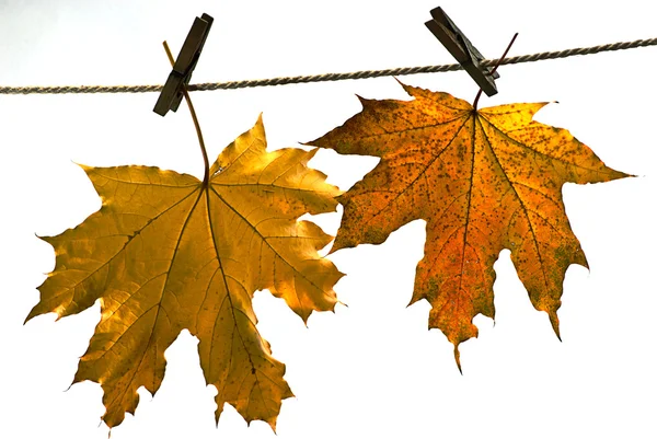 Листя на осінь , — стокове фото