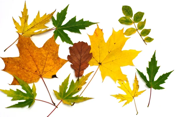 Bladeren op herfst — Stockfoto