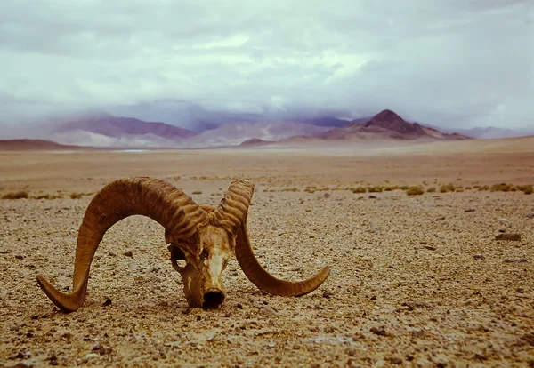 Deșert — Fotografie, imagine de stoc