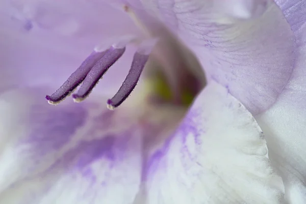 stock image Gladiolus