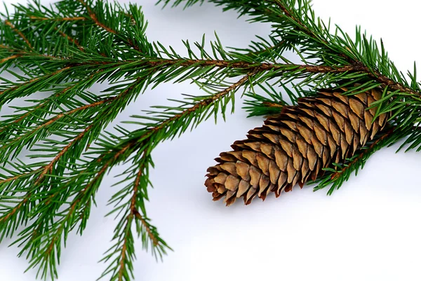 Branch fir-tree with pinecone — Stockfoto