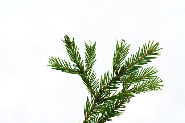 Fir-tree twig, — Stock Photo, Image