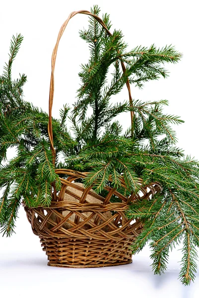 Branch fir-tree in basket — Stock Photo, Image