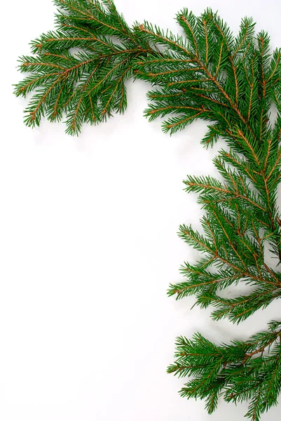 Spruce, Gran, firtree — Stockfoto