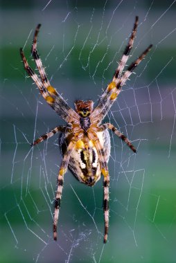 Cross orb weaver (Diadematus araneus) wa clipart