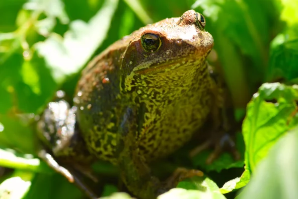 Stock image Green frog in summer on a grass