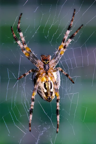 Cross orb weaver spider Stock Photos, Royalty Free Cross orb weaver ...