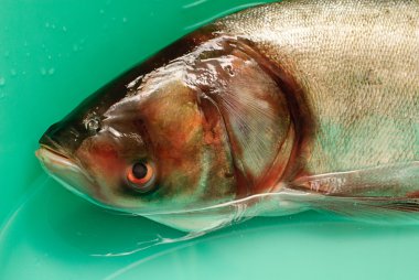 Silver carp, clipart