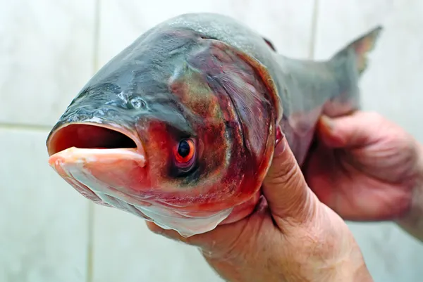 Fish silver carp — Stock Photo, Image