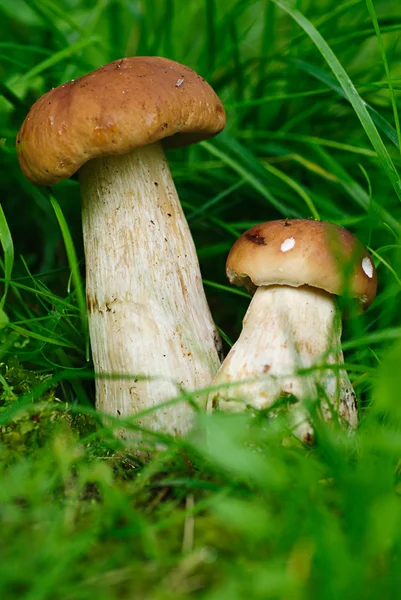 Cep boletus. mushroom in forest — Stock Photo, Image