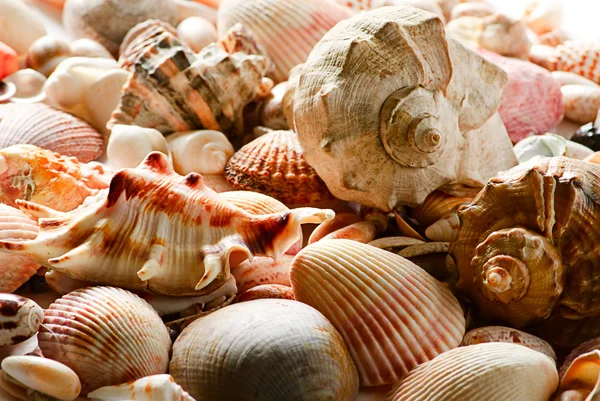 Sea shells and pebble beach Stock Image