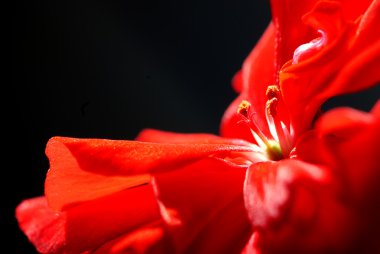 Close-Up bir Sardunya.