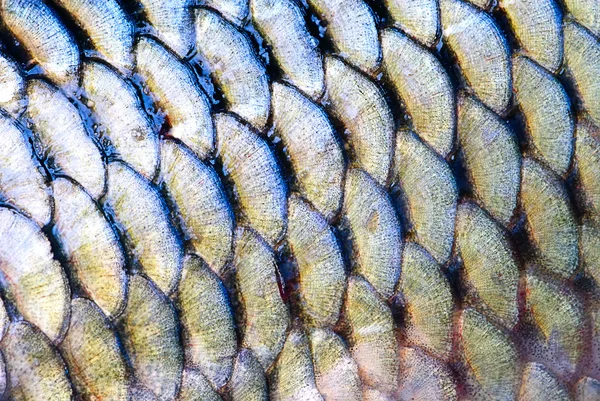 Échelle des poissons — Photo