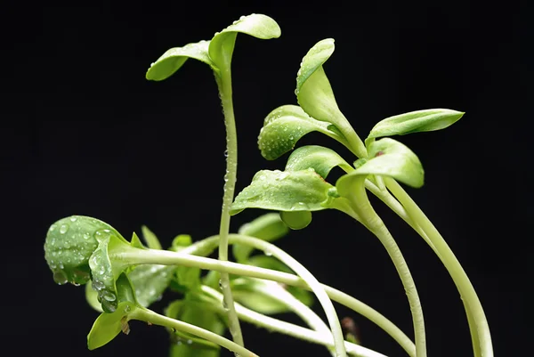 Grüne Sonnenblumenpflanze treibt isoliert aus — Stockfoto